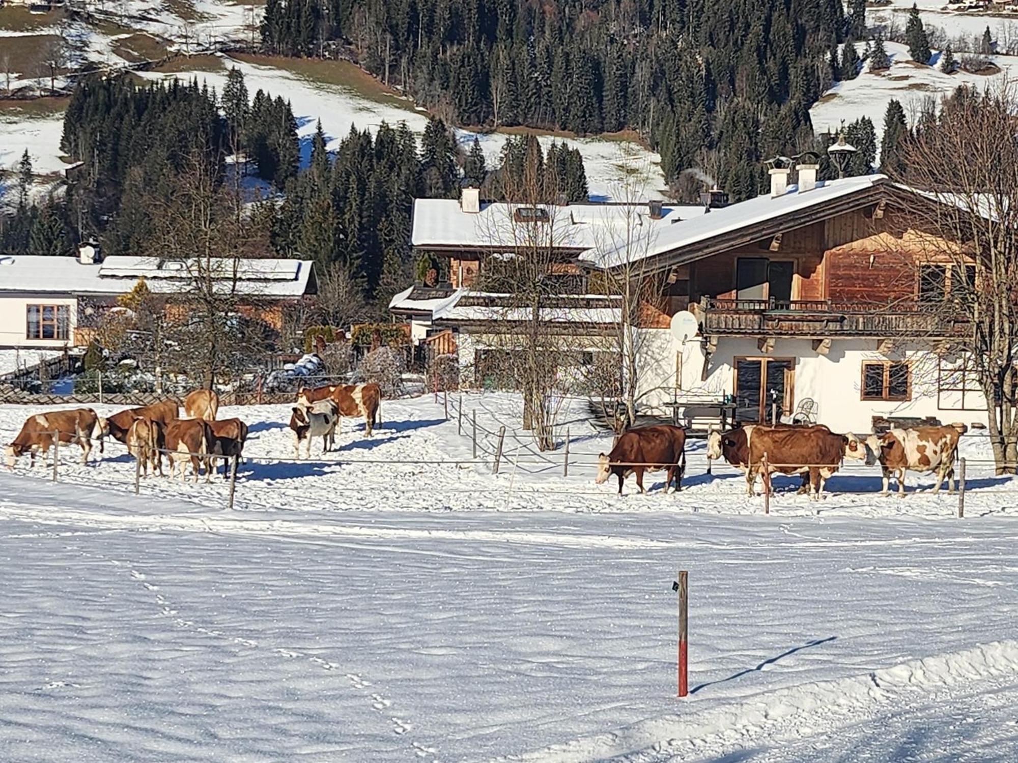 Pension Woetzinghof Kirchberg in Tirol Exteriér fotografie